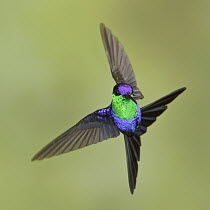 Violet-crowned Woodnymph (Thalurania colombica), Costa Rica
