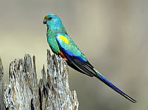 Mulga Parrot (Psephotus varius) male, Victoria, Australia