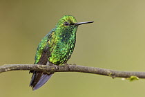 Western Emerald (Chlorostilbon melanorhynchus) male, Ecuador
