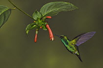 Western Emerald (Chlorostilbon melanorhynchus) male feeding on nectar, Ecuador
