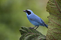 Turquoise Jay (Cyanolyca turcosa), Ecuador
