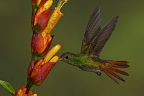 Rufous-tailed Hummingbird (Amazilia tzacatl), Ecuador