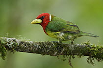 Red-headed Barbet (Eubucco bourcierii), Ecuador