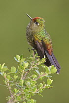Rainbow-bearded Thornbill (Chalcostigma herrani), Ecuador