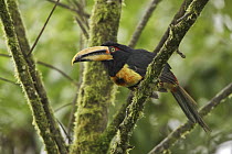 Pale-mandibled Aracari (Pteroglossus erythropygius), Ecuador