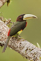 Ivory-billed Aracari (Pteroglossus azara), Ecuador