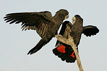 Red-tailed Black-Cockatoo (Calyptorhynchus banksii) pair, Victoria, Australia