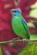 Blue Dacnis (Dacnis cayana), Costa Rica