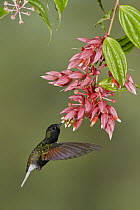 Black-bellied Hummingbird (Eupherusa nigriventris) male feeding on nectar, Costa Rica