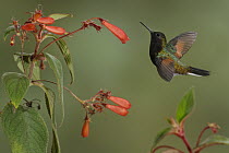 Black-bellied Hummingbird (Eupherusa nigriventris) male, Costa Rica