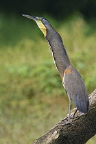 Bare-throated Tiger Heron (Tigrisoma mexicanum), Costa Rica