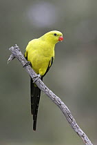 Regent Parrot (Polytelis anthopeplus), Victoria, Australia