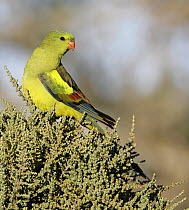 Regent Parrot (Polytelis anthopeplus) female, Victoria, Australia