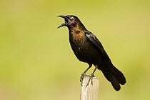 Common Grackle (Quiscalus quiscula) male calling, Florida