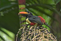 Fiery-billed Aracari (Pteroglossus frantzii), Costa Rica