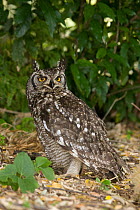 Spotted Eagle-Owl (Bubo africanus), South Africa