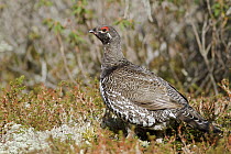 Spruce Grouse (Falcipennis canadensis), Manitoba, Canada