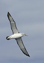 Shy Albatross (Thalassarche cauta), Australia