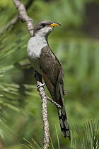 Yellow-billed Cuckoo (Coccyzus americanus), Ontario, Canada