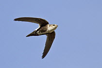 White-throated Swift (Aeronautes saxatalis), British Columbia, Canada