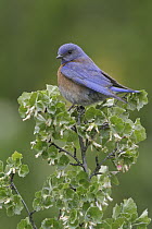 Western Bluebird (Sialia mexicana) male, British Columbia, Canada