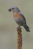 Western Bluebird (Sialia mexicana) carrying insects, British Columbia, Canada