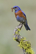 Western Bluebird (Sialia mexicana) male carrying insect, British Columbia, Canada