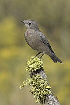 Western Bluebird (Sialia mexicana) juvenile, Oregon