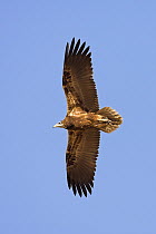 Egyptian Vulture (Neophron percnopterus), Muscat, Oman