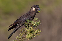 Carnaby's Black Cockatoo (Calyptorhynchus latirostris), Perth, Australia