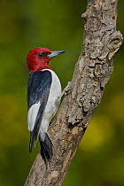 Red-headed Woodpecker (Melanerpes erythrocephalus), Ontario, Canada