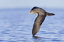 Pink-footed Shearwater (Puffinus creatopus), British Columbia, Canada