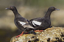 Pigeon Guillemot (Cepphus columba) adult and juvenile, British Columbia, Canada
