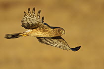 Northern Harrier (Circus cyaneus), New Mexico
