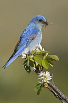 Mountain Bluebird (Sialia currucoides) male carrying insect prey, Alberta, Canada