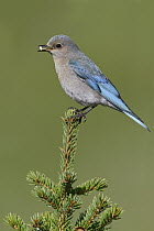 Mountain Bluebird (Sialia currucoides) female, Alberta, Canada