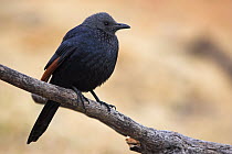 Red-winged Starling (Onychognathus morio), Giant's Castle Nature Reserve, Drakensberg, South Africa