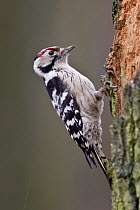 Lesser Spotted Woodpecker (Dendrocopos minor), Saxony, Germany