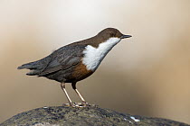 White-throated Dipper (Cinclus cinclus), Saxony, Germany