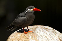 Inca Tern (Larosterna inca)