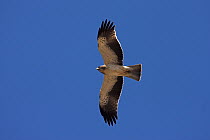 Booted Eagle (Hieraaetus pennatus), Tawi Atayr, Oman