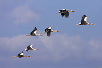 White Stork (Ciconia ciconia), Salalah, Oman