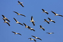 White Stork (Ciconia ciconia) flock flying, Salalah, Oman