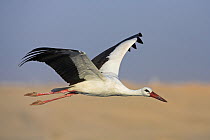 White Stork (Ciconia ciconia), Salalah, Oman