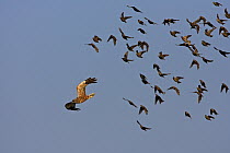 Western Marsh-Harrier (Circus aeruginosus) flying past a flock of birds, Rhineland-Palatinate, Germany