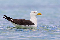Pacific Gull (Larus pacificus), Australia