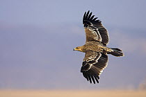 Imperial Eagle (Aquila heliaca), Salalah, Oman