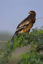 Greater Spotted Eagle (Aquila clanga), Taqah, Oman