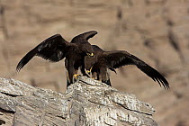 Greater Spotted Eagle (Aquila clanga) pair fighting, Muscat, Oman