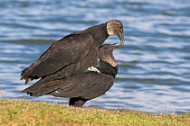 American Black Vulture (Coragyps atratus) pair mating, Florida
